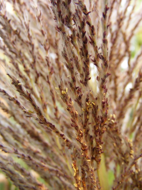 Saccharum officinarum eFlora of India